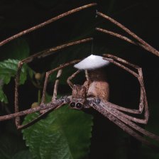 Samička pavouka Deinopis spinosa