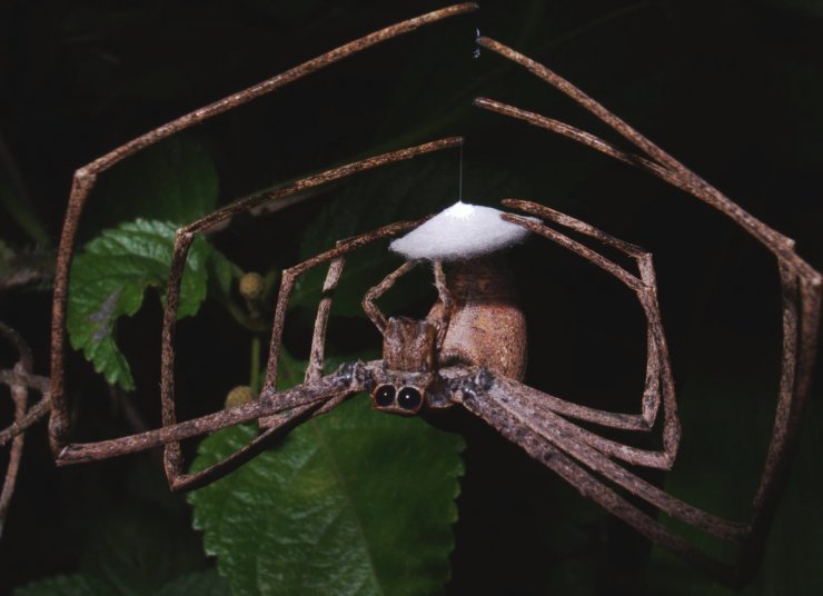 zobrazit detail snímku: Samička pavouka Deinopis spinosa