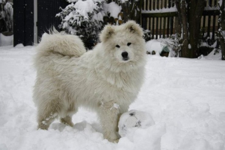 zobrazit detail snímku: Samojed