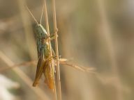 Letní koncerty aneb hmyz slyší?? Letní koncerty aneb hmyz slyší??: Lidé se vždy zajímali spíš o zvuky hmyzem vyluzované…