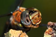 Šídlo pestré - Aeshna mixta Šídlo pestré - Aeshna mixta: Šídlo patří ke středně velkým a nejaktivnějším…