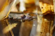 Řidiči pozor! Začíná jarní migrace žab Řidiči pozor! Začíná jarní migrace žab: Nastává doba, kdy začínají žáby migrovat na svá…