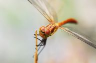 Vážka rudá (Sympetrum sanguineum) Vážka rudá (Sympetrum sanguineum): Hojný a krásný druh vážky