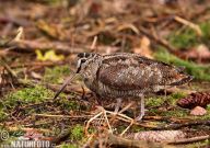Sluka lesní – Scolopax rusticola Sluka lesní – Scolopax rusticola: Nejlepší způsob pozorování sluky je v období toku,…