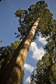 Kalifornské sekvoje a sekvojovce Kalifornské sekvoje a sekvojovce: Prastaré velikány zvané latinsky Sequoiadendron…