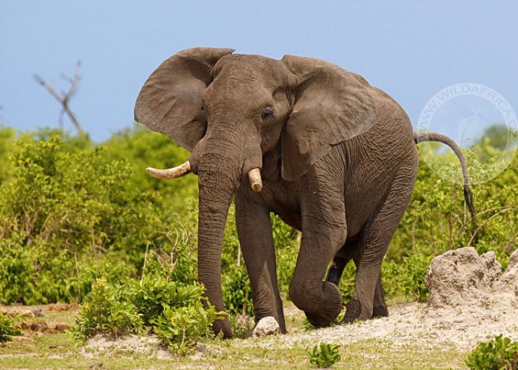 zobrazit detail snímku: Slon africký