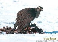 Jestřáb lesní - Accipiter gentilis Jestřáb lesní - Accipiter gentilis: Jestřáb lesní je mistrem v bleskurychlých loveckých…