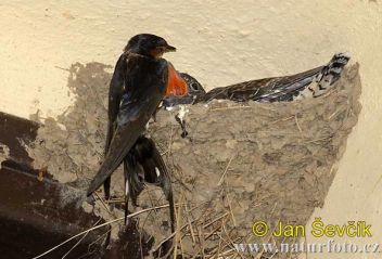 Kukačka v hnízdě vlaštovky - klikněte pro zobrazení detailu Kukačka v hnízdě vlaštovky - klikněte pro zobrazení detailu