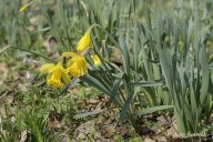 Narcis žlutý - Narcissus pseudonarcissus Narcis žlutý - Narcissus pseudonarcissus: Znáte pověst, ve které se mladík řeckého původu…