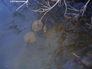 Bochnatka americká ve vodě - klikněte pro zobrazení detailu Bochnatka americká ve vodě - klikněte pro zobrazení detailu