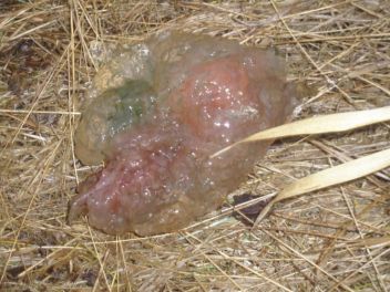 Kolonie Bochnatky americké - klikněte pro zobrazení detailu Kolonie Bochnatky americké - klikněte pro zobrazení detailu