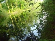 Dráchovské tůně-nechráněná oblast Dráchovské tůně-nechráněná oblast: Možná znáte přírodní rezervaci Dráchovské tůně. S…