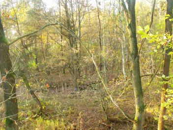 Les - klikněte pro zobrazení detailu Les - klikněte pro zobrazení detailu