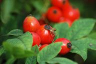 Co můžeme očekávat od podzimu? Co můžeme očekávat od podzimu?: Od soboty 23.9. začal astronomický podzim 2006.…