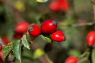 Vánoční stromek pro divoká zvířata Vánoční stromek pro divoká zvířata: Proč teď koncem října článek o vánočním stromku?…