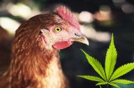 Budeme kuřata krmit konopím? Budeme kuřata krmit konopím?: Když se řekne konopí, „tráva“ nebo rovnou marihuana…