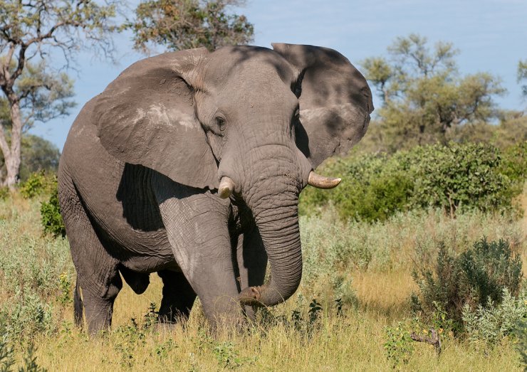 zobrazit detail snímku: Slon africký