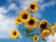 Kouzlo bylin (3.díl) aneb sluncem zalité rostliny Kouzlo bylin (3.díl) aneb sluncem zalité rostliny: S přicházejícím jarem je možné více než v jiných…