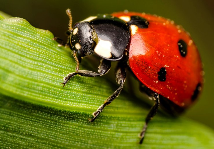 zobrazit detail snímku: Slunéčko sedmitečné (Coccinella septempunctata).