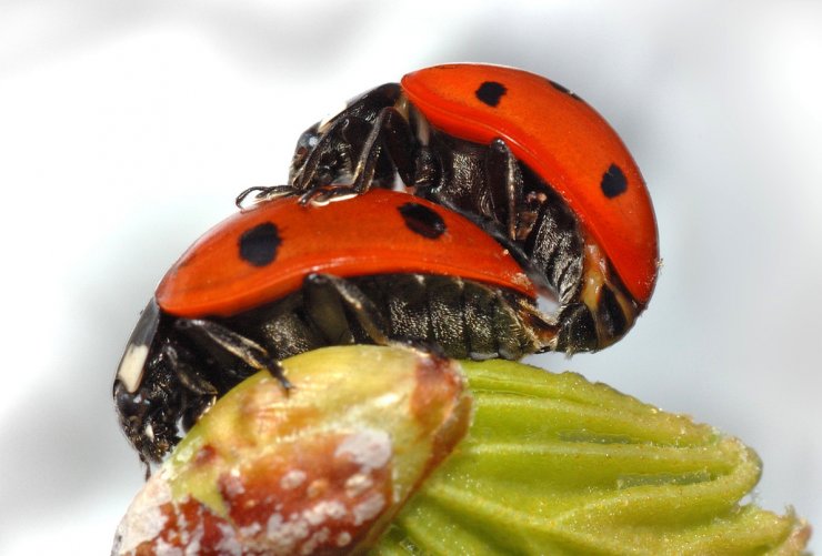 zobrazit detail snímku: Slunéčko sedmitečné (Coccinella septempunctata) při rozmnožování.