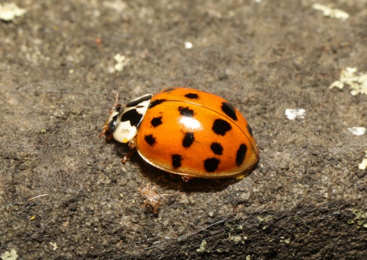 zobrazit detail snímku: Slunéčko východní (Harmonia axyridis).