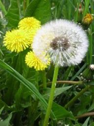 Smetanka (pampeliška) lékařská - Taraxacum officinale Smetanka (pampeliška) lékařská - Taraxacum officinale: Tato obecně známá žlutě kvetoucí rostlina je kromě…