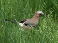 Sojka obecná - Garrulus glandarius Sojka obecná - Garrulus glandarius: Asi nejkrásnější krkavcovitý pták žijící v české…