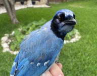 Nečekaný kříženec sojky aneb ptačí láska po 7 milionech let Nečekaný kříženec sojky aneb ptačí láska po 7 milionech let: V Texasu se nedávno odehrál malý ornitologický…