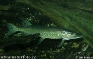 Štika obecná - Esox lucius Štika obecná - Esox lucius: Štika obecná, či chcete-li slovensky, šťuka obyčajná…