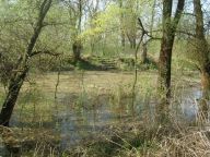 Na kole lužními lesy – Soutok Moravy a Dyje Na kole lužními lesy – Soutok Moravy a Dyje: Když se řekne niva, nemá hned přírodovědec nutně na…