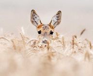 Myslivci vs. veřejnost Myslivci vs. veřejnost: Jistě jsme se s tím všichni setkali… V televizních…