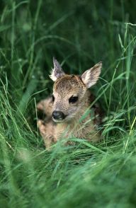 Mláďata v lese, zahradě i na chodníku Mláďata v lese, zahradě i na chodníku: Červen je měsícem mláďat a naše příroda jimi v tuto…