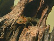 Axolotl, celý život stejný jako dítě čolka či mloka Axolotl, celý život stejný jako dítě čolka či mloka: Přestože je dělí kontinenty, biotopy a dokonce i…