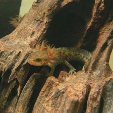 Axolotl, celý život stejný jako dítě čolka či mloka Axolotl, celý život stejný jako dítě čolka či mloka
