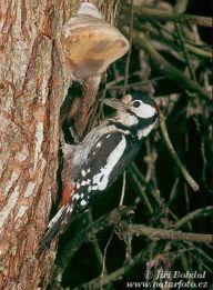 Strakapoudi nám likvidují omítku - co s tím? Strakapoudi nám likvidují omítku - co s tím?: Nedávno odvysílal ČRo Hradec Králové příspěvek o…