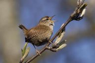 Střízlík obecný - Troglodytes troglodytes Střízlík obecný - Troglodytes troglodytes: Tento malý ptáček je ve Francii nazýván milým…