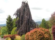 Běžné buky - vše, co o nich potřebujete vědět Běžné buky - vše, co o nich potřebujete vědět: Buk je polský strom, který se vyskytuje na…