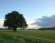 Kácení stromů povoleno Kácení stromů povoleno: Od dnešního dne je vyhláškou MŽP 'o ochraně dřevin a…