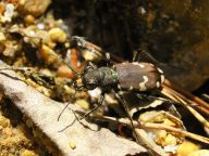 S ochranou jihočeské přírody pomůžou dupající kačeři, aneb Geocaching ve službách přírody S ochranou jihočeské přírody pomůžou dupající kačeři, aneb Geocaching ve službách přírody: Tajemství Geocachingu asi netřeba čtenářům Přírody…