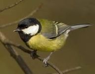 Zimní pomoc ptactvu Zimní pomoc ptactvu: Když jsem v létě sedával u počítače ve svém 'PC…