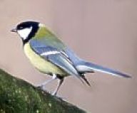 Sýkorka koňadra - poznáte její zpěv? Sýkorka koňadra - poznáte její zpěv?: Respektive, myslíte si, že Vám před okny zpívá…