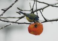 Jaká bude letošní zima? Jaká bude letošní zima?: Tak nám tedy začal nový rok. Ten loňský jsme nechali…