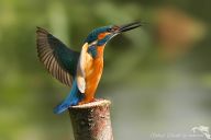 Fotograf divoké přírody – nejen fotograf ale i znalec přírody Fotograf divoké přírody – nejen fotograf ale i znalec přírody: Každý fotograf touží po úžasných fotkách vzácných…