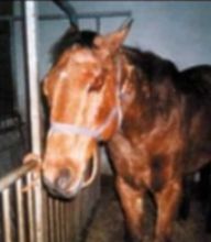 Cesta koní na smrt Cesta koní na smrt: Každým rokem je z Polska a Litvy vyvezeno přes 30…