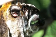 Proč nemají tamaríni rádi cukrovou vatu aneb tajemství úspěšného chovu drápkatých opic Proč nemají tamaríni rádi cukrovou vatu aneb tajemství úspěšného chovu drápkatých opic: Na exkurzi do národní umělecké galerie si obvykle…