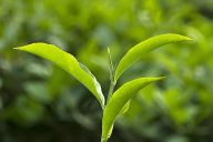 Dagmar Pinkasová: V domácím prostředí se dá najít hodně bylinek Dagmar Pinkasová: V domácím prostředí se dá najít hodně bylinek: Jako každý rok, i letos s přicházející zimou roste…