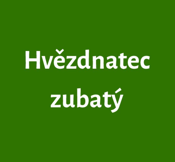 zobrazit detail snímku: Hvězdnatec zubatý