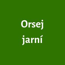 Orsej jarní