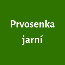 Prvosenka jarní