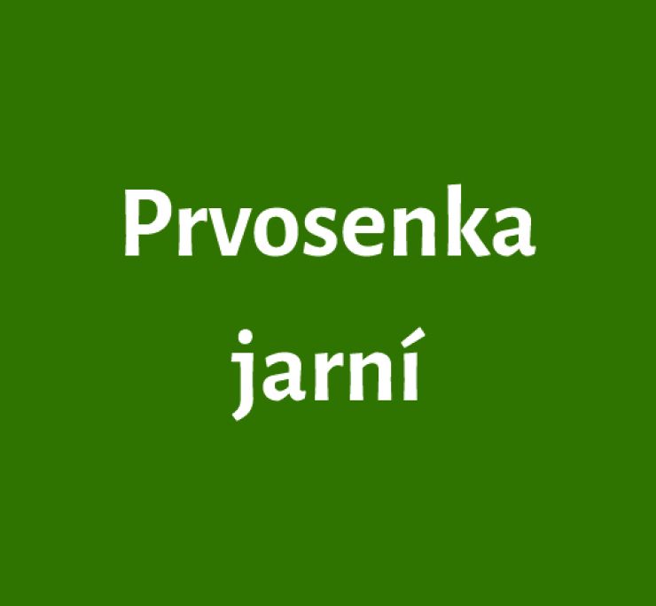 zobrazit detail snímku: Prvosenka jarní